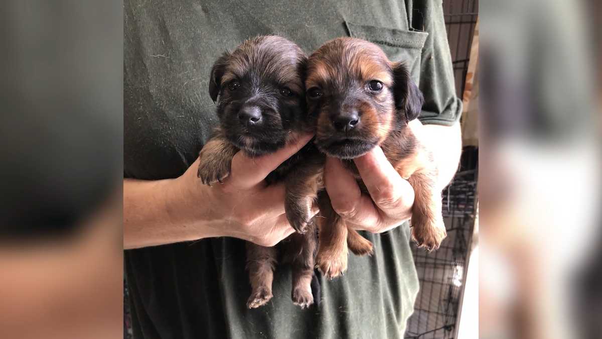 83 dogs rescued from Alabama puppy mill
