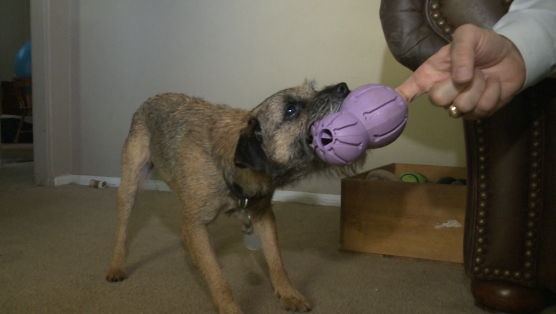 How to stop your puppy from chewing and nipping