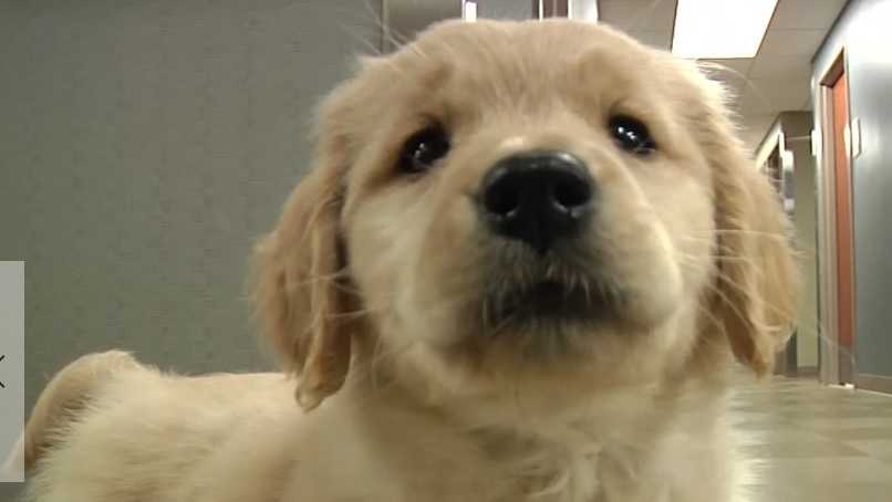 Puppy patrol; 8-week-old Golden Retriever begins career as police dog