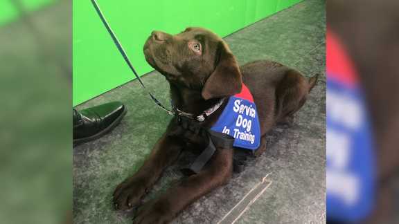 Granger, one of the puppies at the 'Puppy Pilates' class.