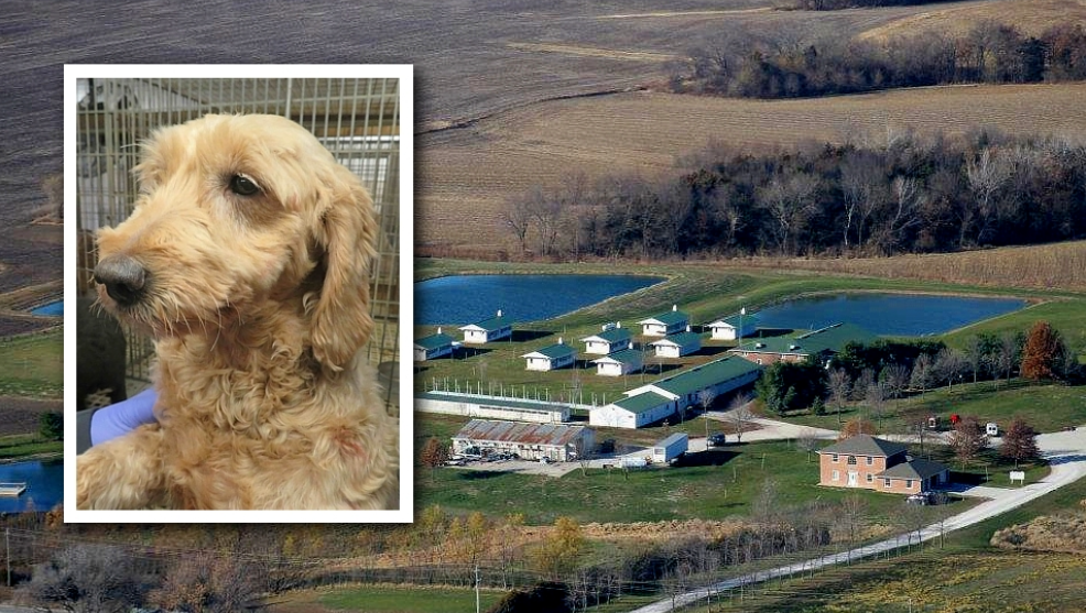 Iowa Puppy-laundering Scheme: Complaint Made Against Iowa Breeder