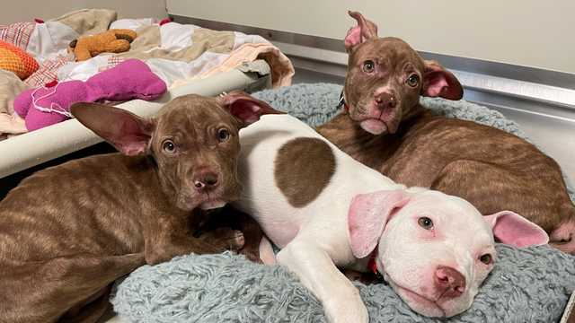 Puppies rescued from ditch in Mequon - Vimarsana News