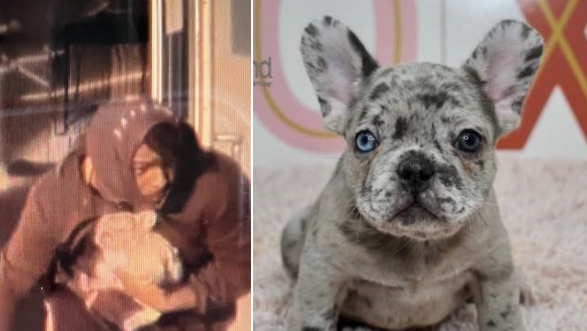 Lee's Summit, Missouri police searching for stolen french bulldog