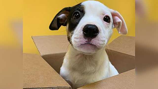 Shelter at capacity: Norman Animal Welfare hosts free ...