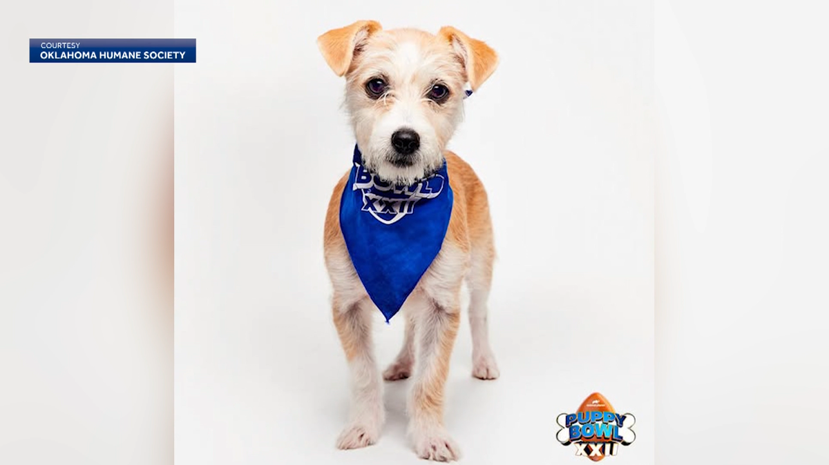 Oklahoma pup Albi to compete in Puppy Bowl XXII