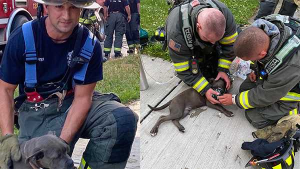Ohio firefighters rescue, resuscitate puppy from house fire