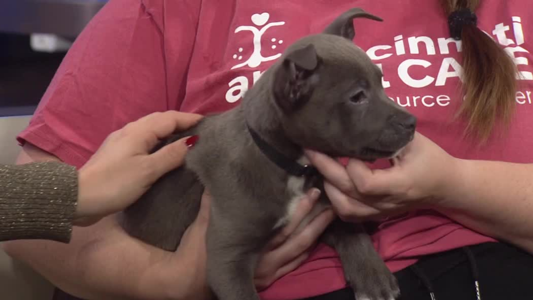 My Furry Valentine, one of Greater Cincinnati's largest adoption events, coming to Hamilton