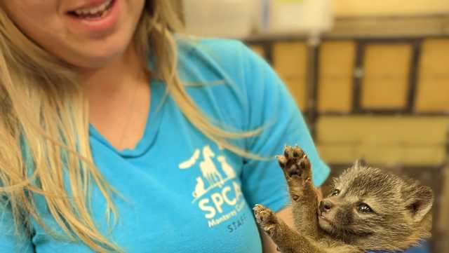 Video: 3 gray fox kits reunites them with family in California - Vimarsana News