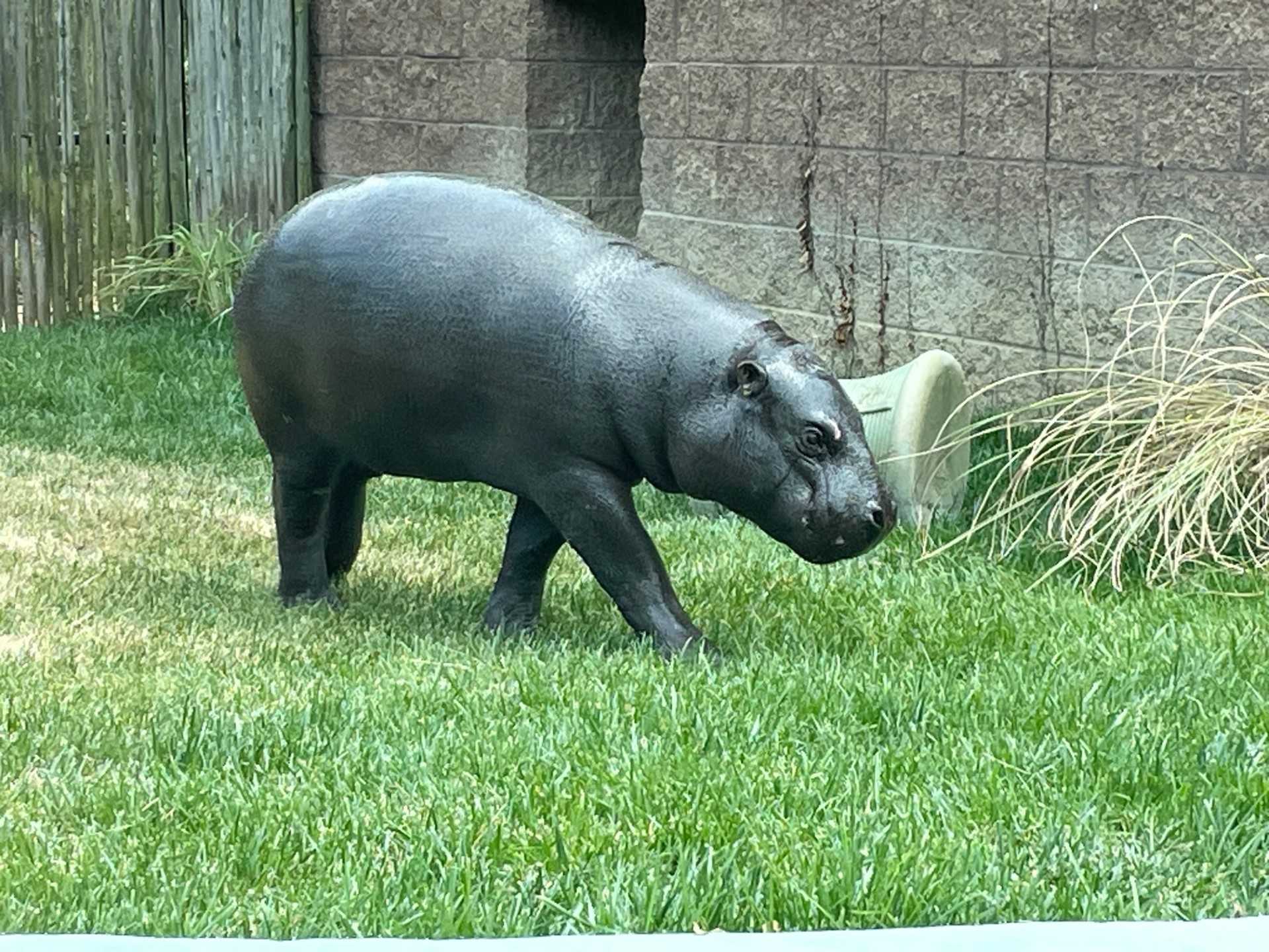 Pittsburgh Zoo & Aquarium Welcomes Baby Pygmy Hippo