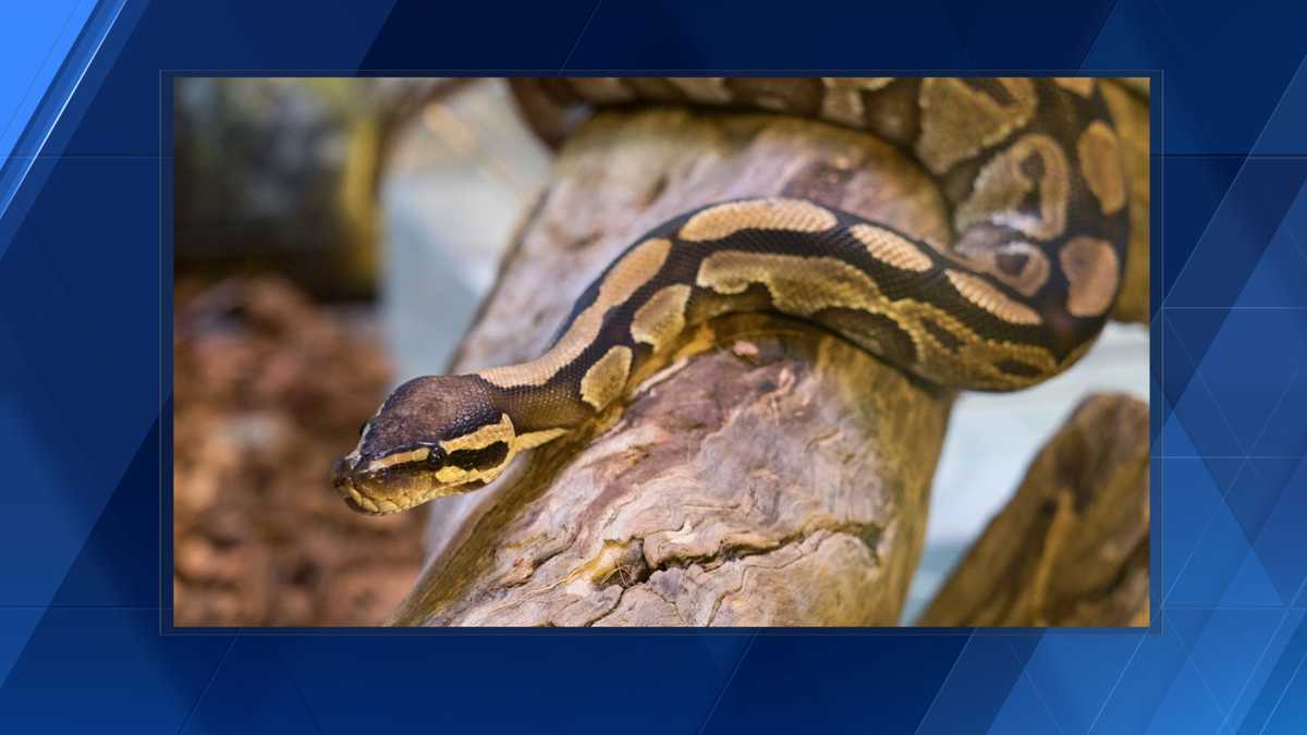 80 reptiles caught in Miami Super Bowl Burmese python hunt