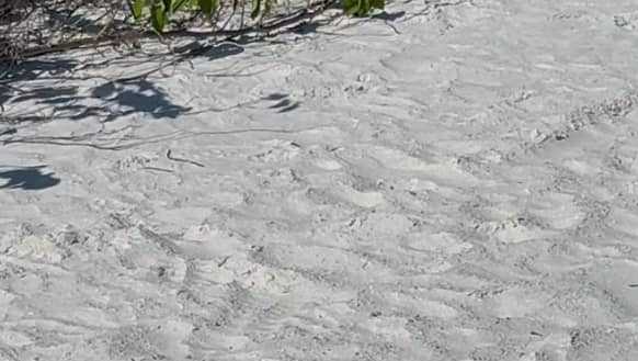 8-foot python spotted at Tigertail Beach on Marco Island