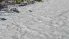 The Burmese Python, spotted near the beach access point over the weekend.