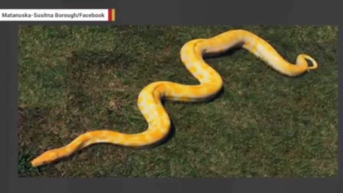 A 17-Foot Python Has Gone Missing In Alaska