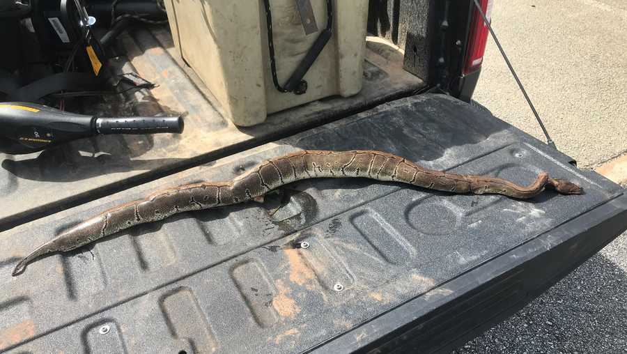 Dead python laying on back of tailgate