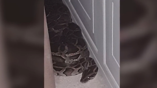 Cape Coral neighbors kill Burmese python lurking by house