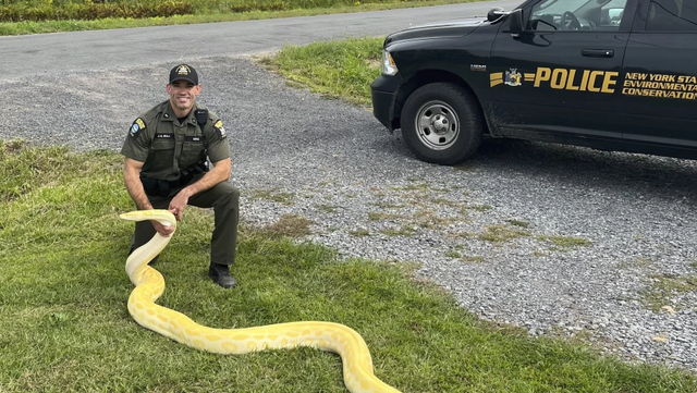 python-66d9ecbf08b5d.png?crop=