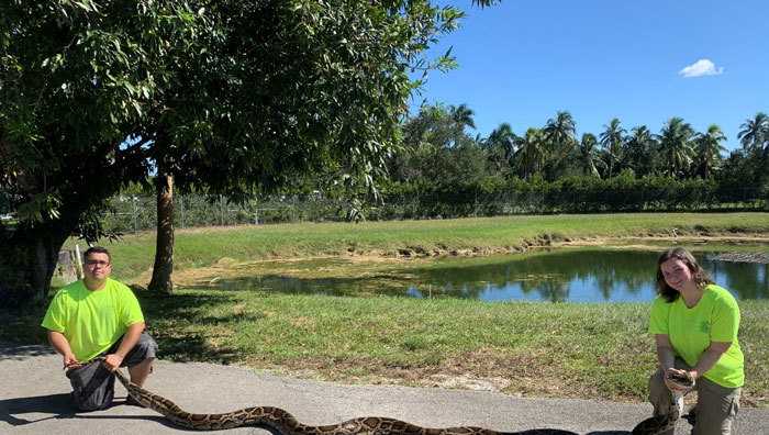 98-pound python is second largest snake ever captured in Florida