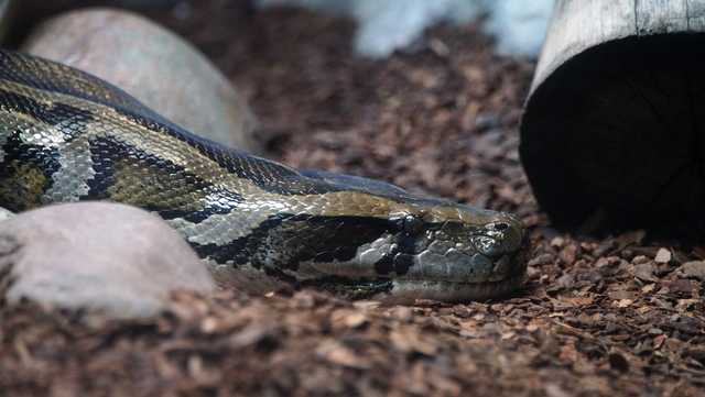 Scientists using new method to attract invasive snakes in Florida - Vimarsana News