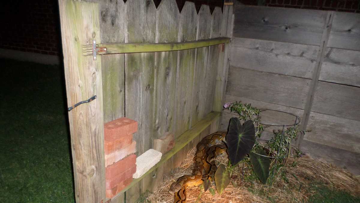 15-foot python missing for weeks found in Bethany man's backyard