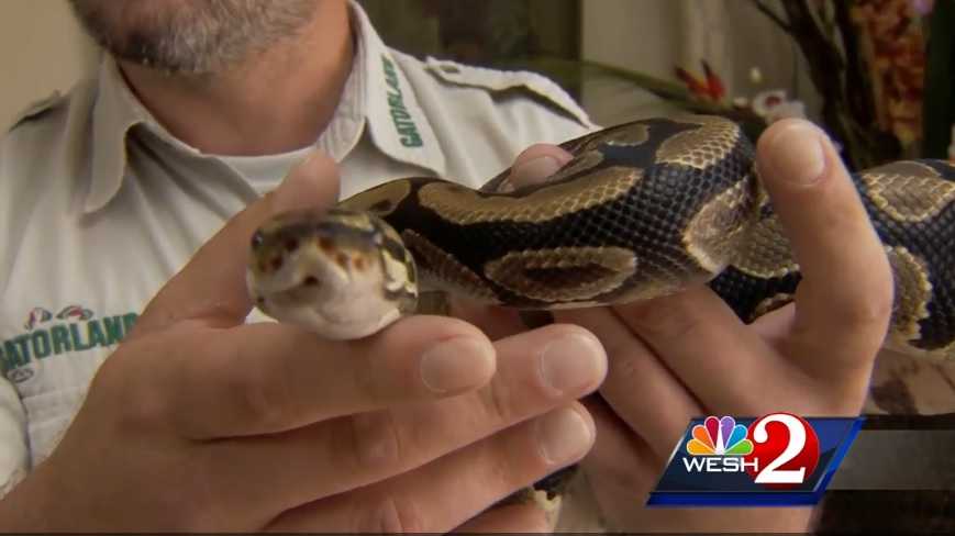 Orlando man finds 4-foot python in pantry