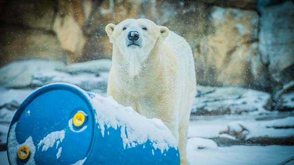 Taylor Swift Eras themed birthday for Louisville Zoo's Qannick