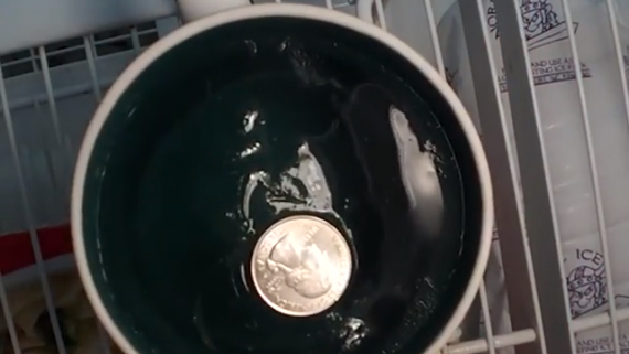 Can a Quarter on a Frozen Cup of Water Actually Determine Food Safety?