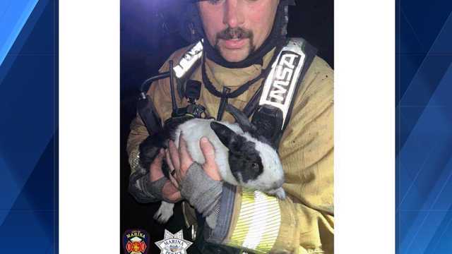 Firefighters rescue pet rabbit from apartment fire in Marina - Vimarsana News