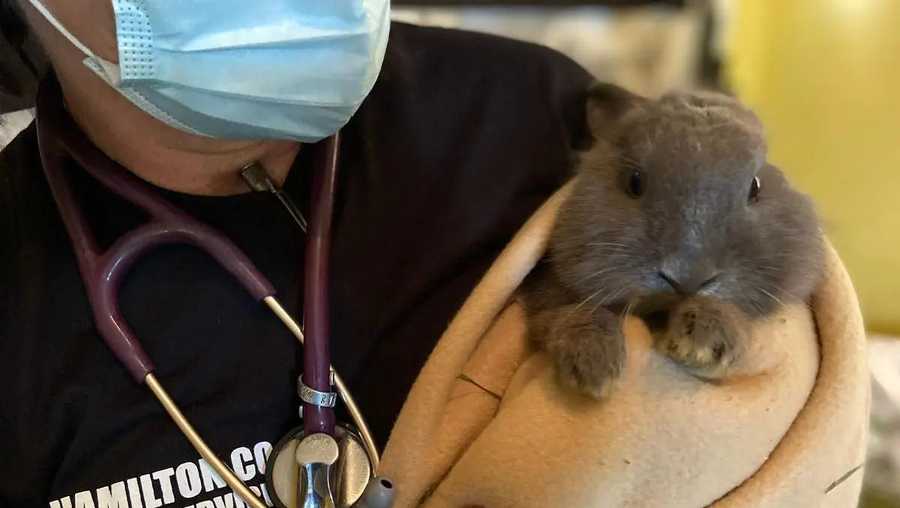 Cincinnati Animal Shelter Rescues 41 Rabbits From Apartment