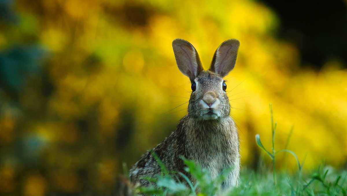 New Orleans area parks overwhelmed with abandoned rabbits