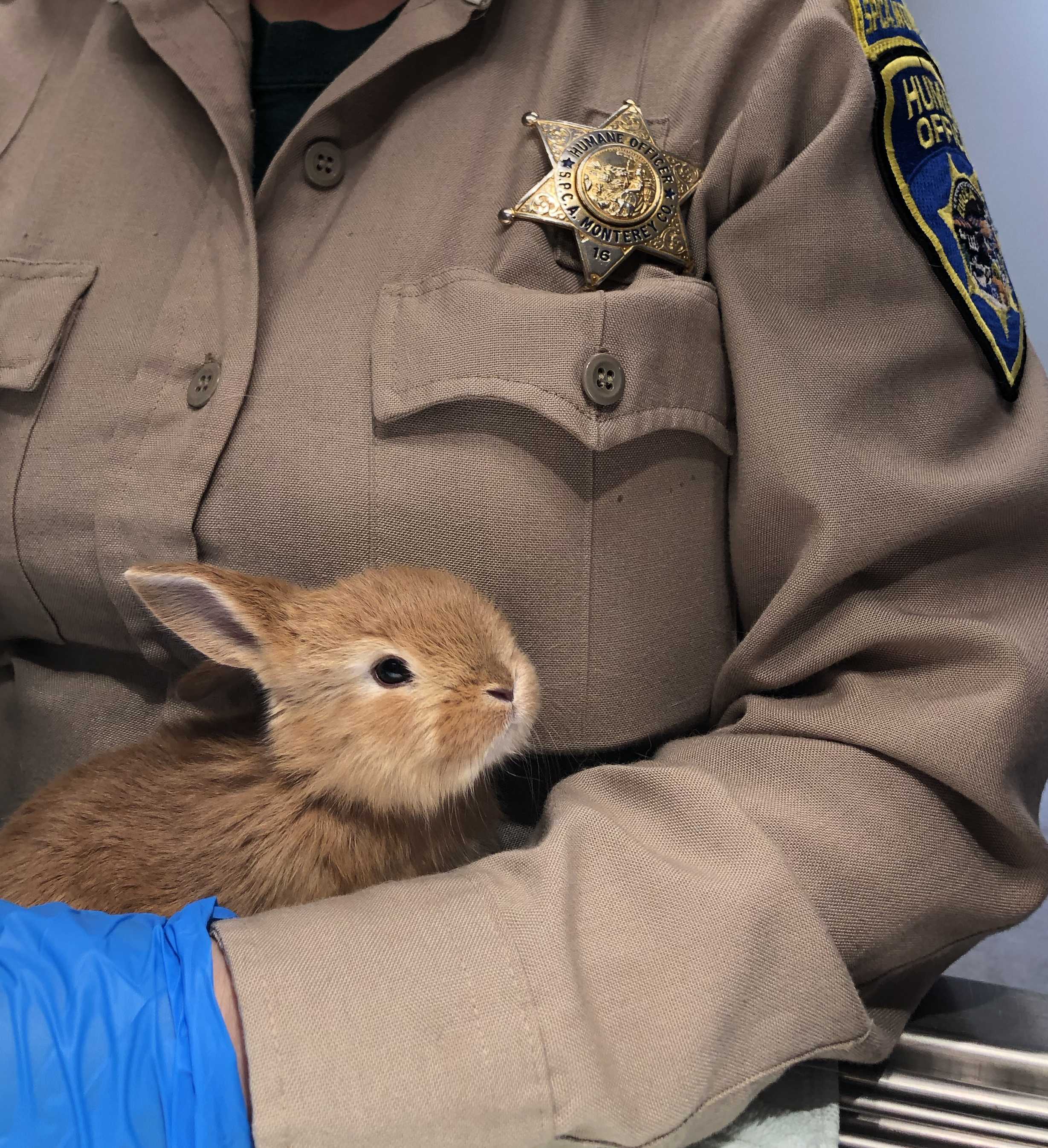 9 Rabbits Found Abandoned In Monterey County, Reward Offered For ...