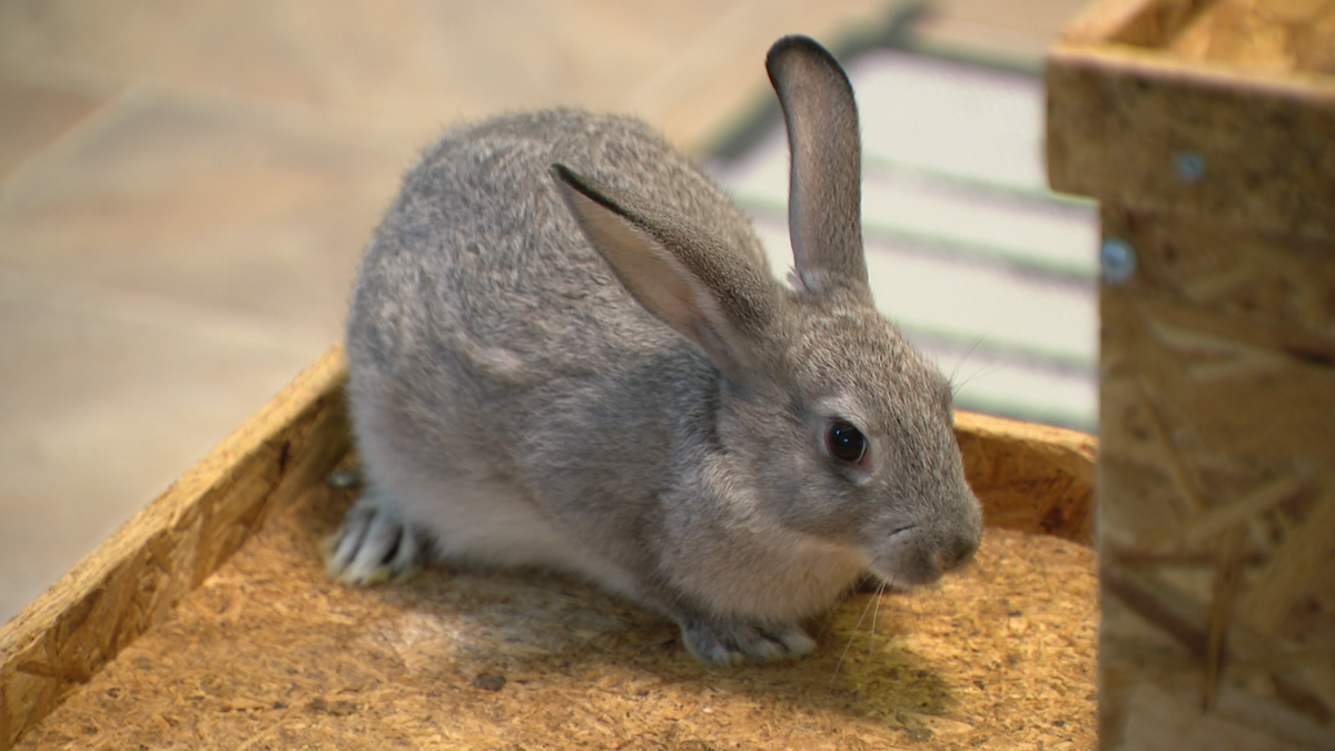 Rescue in Columbia needs help after saving 60 bunnies from farm