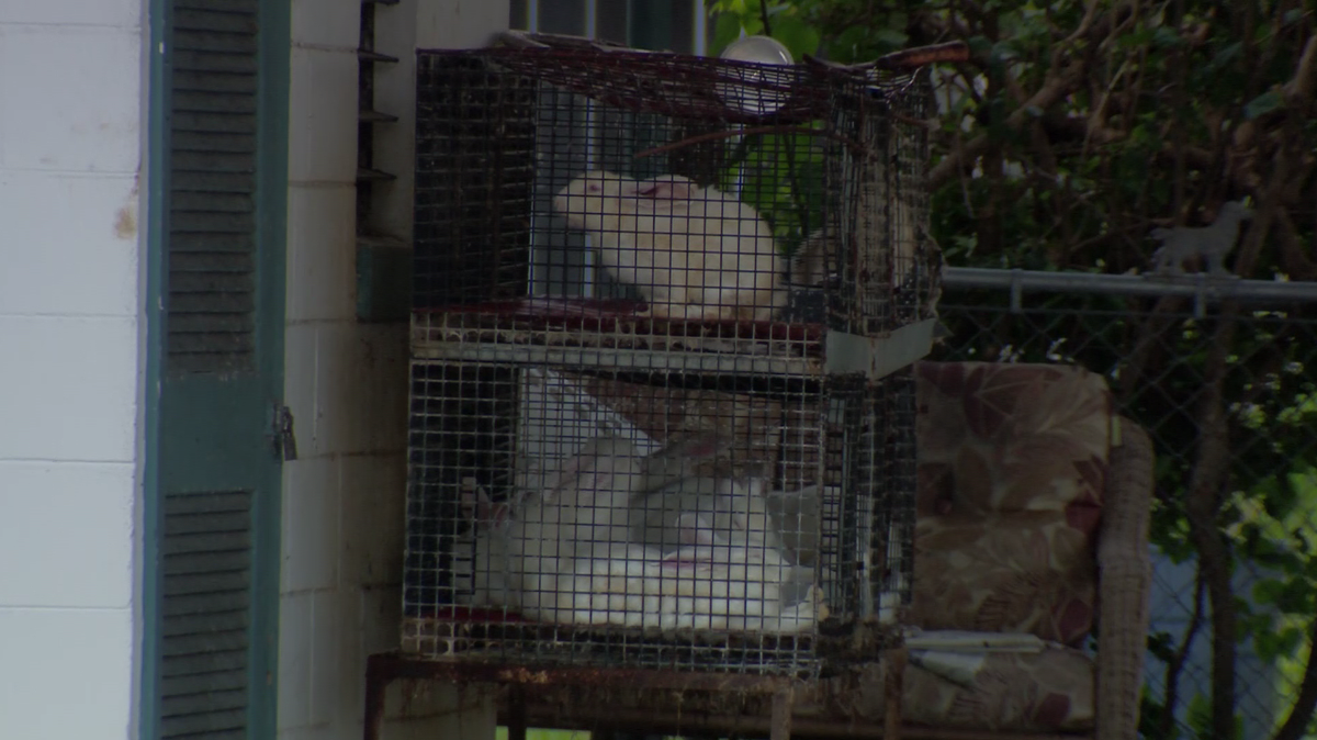 Cocoa man planned to eat dead rabbits found at his home, police say