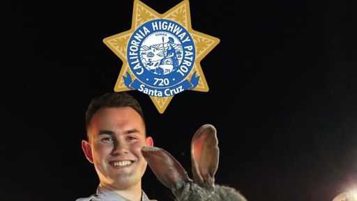 Large rabbit rescued from highway sight in Ca.