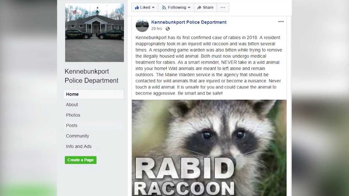Woman who tried to help rabid raccoon won't be charged, officials say