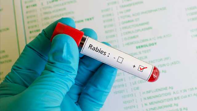 Douglas County warns residents after stray kitten found raccoon rabies - Vimarsana News
