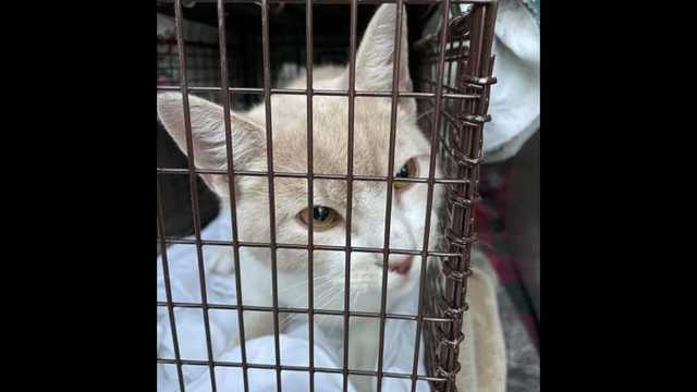 Boston city officials seek out owner of a cat with rabies - Vimarsana News