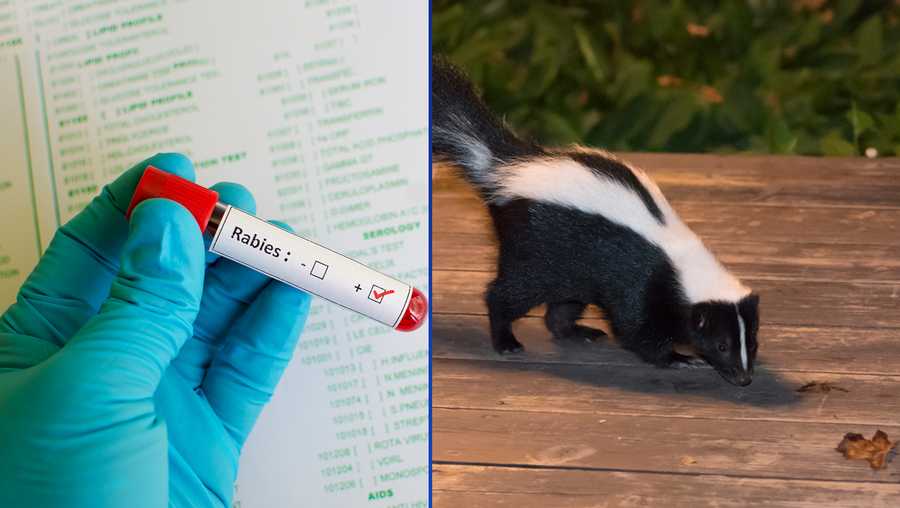 Maine city warns pet owners after officer kills rabid skunk