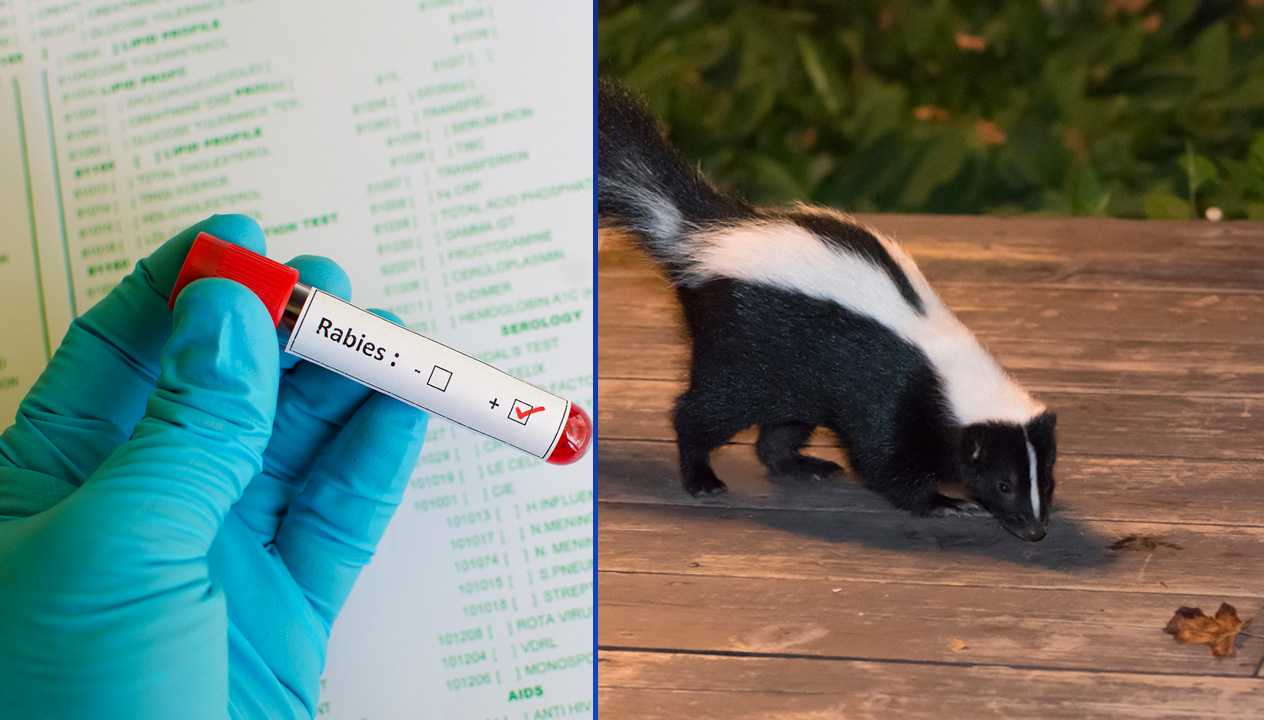 Dog quarantined after being exposed to rabid skunk in Upstate, health officials say