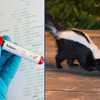 Rabid skunk confirmed in Upstate, health officials say
