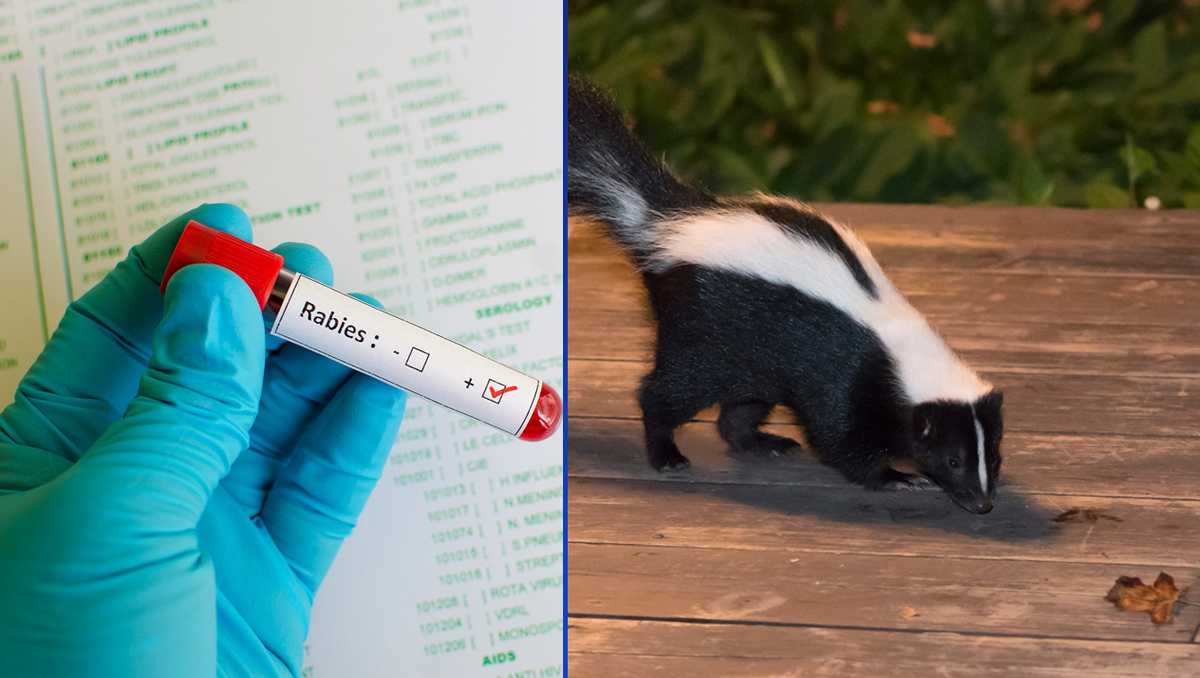 Rabid skunk leaves 1 pet exposed in Liberty, South Carolina, health officials sa...