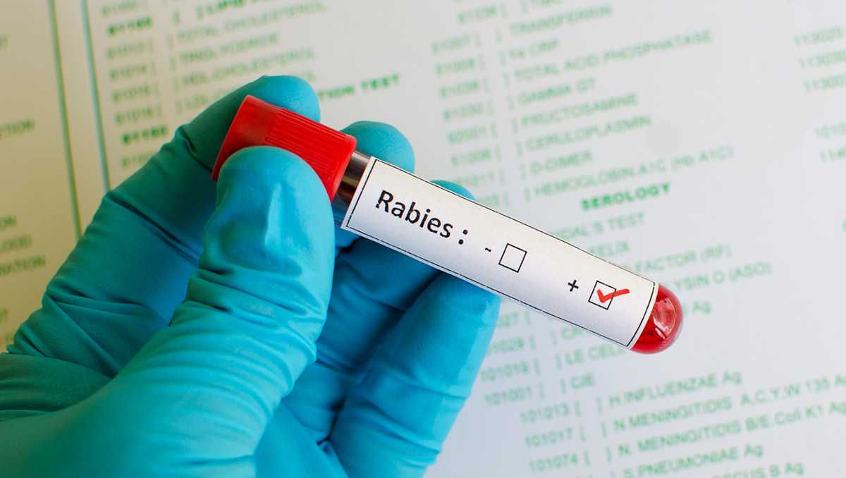 Health officials warn public after rabies cases in SC - WYFF