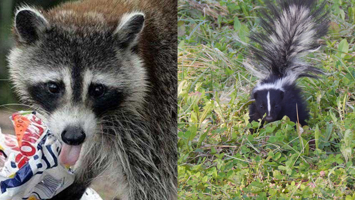 Health officials report rabies exposure in the Upstate