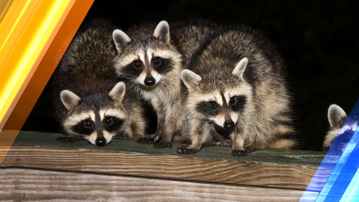 Dead raccoon in Gray tests positive for rabies
