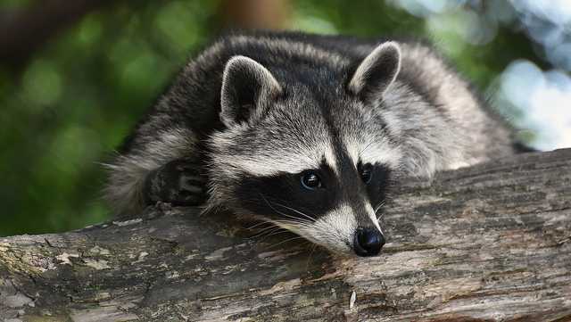 Rabid raccoon found in Beaufort County, several people exposed - Vimarsana News
