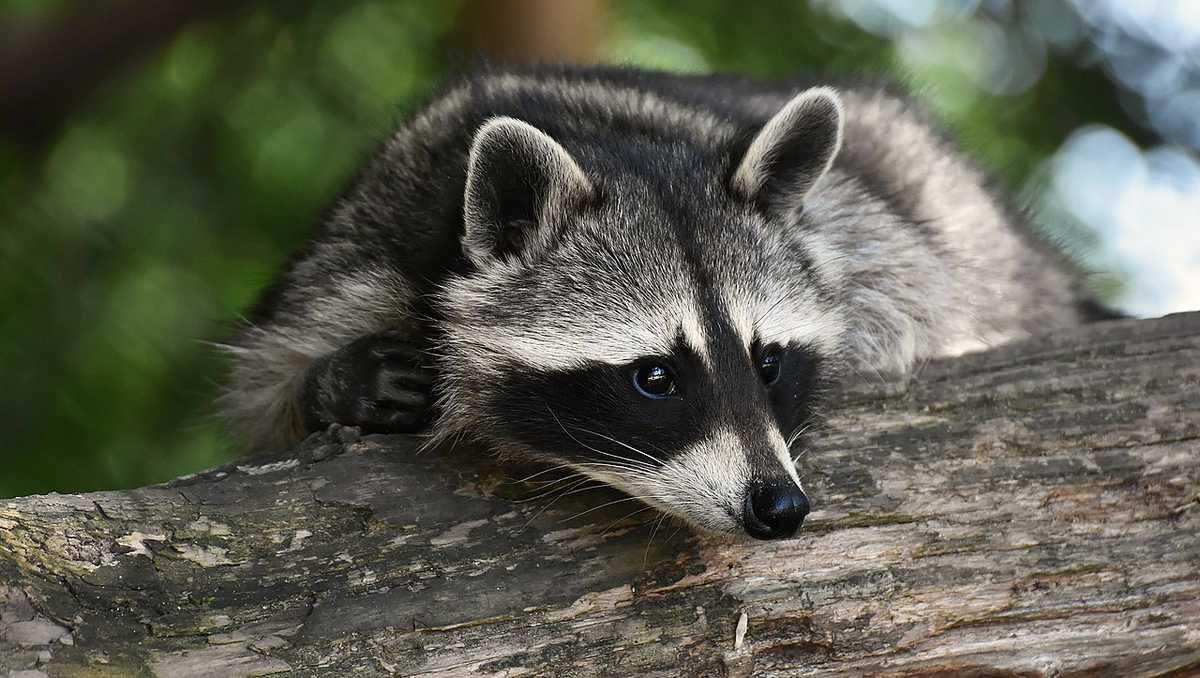 Raccoon in Southeast Georgia tests positive for rabies