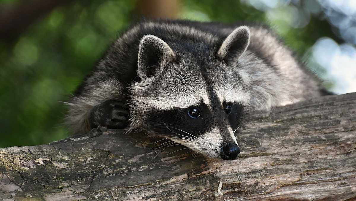 Rabid raccoon found in Beaufort County, several people exposed