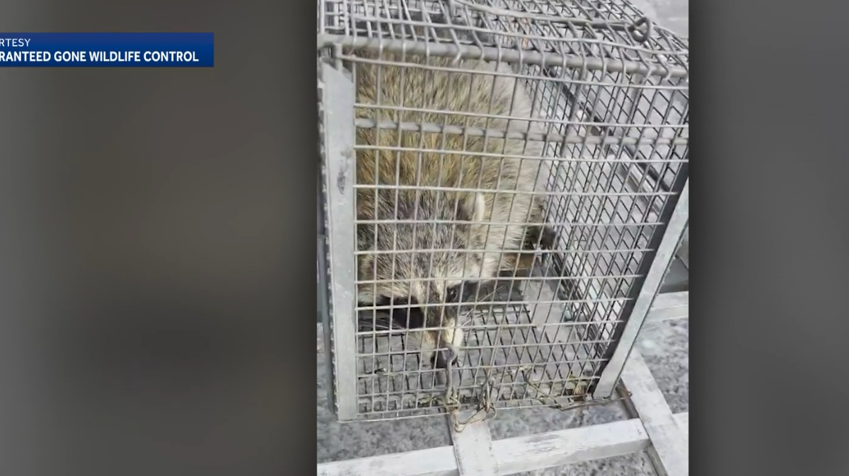 Raccoon falls from Wisconsin restaurant ceiling