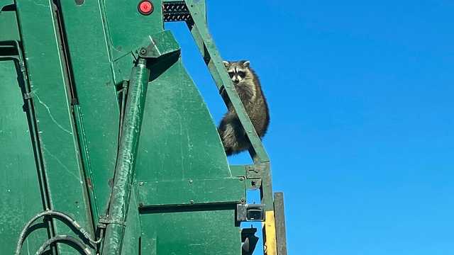 Joyride! Raccoon clings to garbage truck as it travels on highway - Vimarsana News
