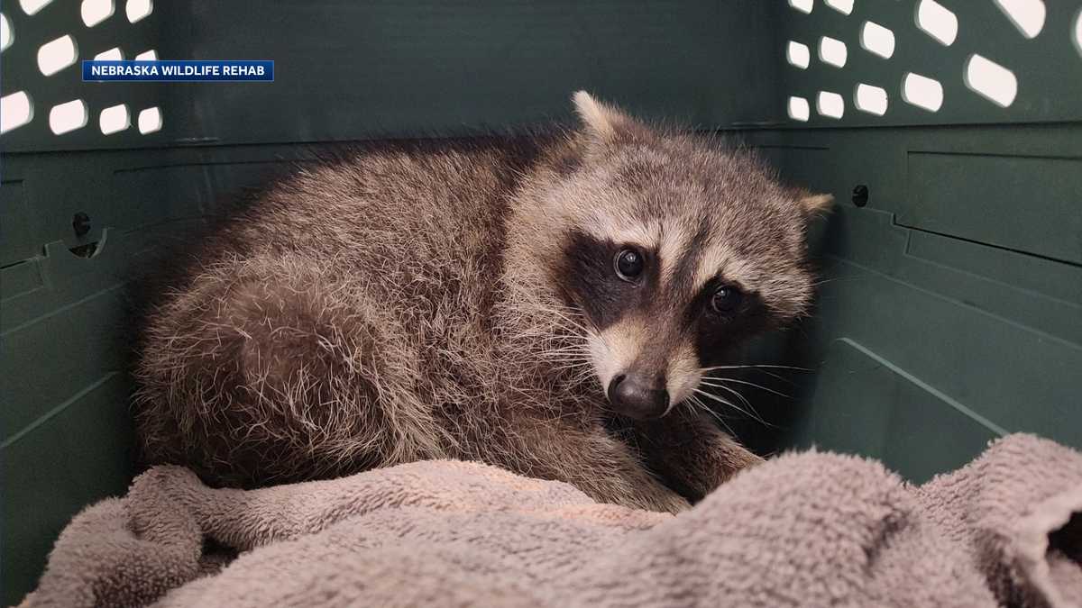 オマハの消防士が3階に取り残されたアライグマを救出