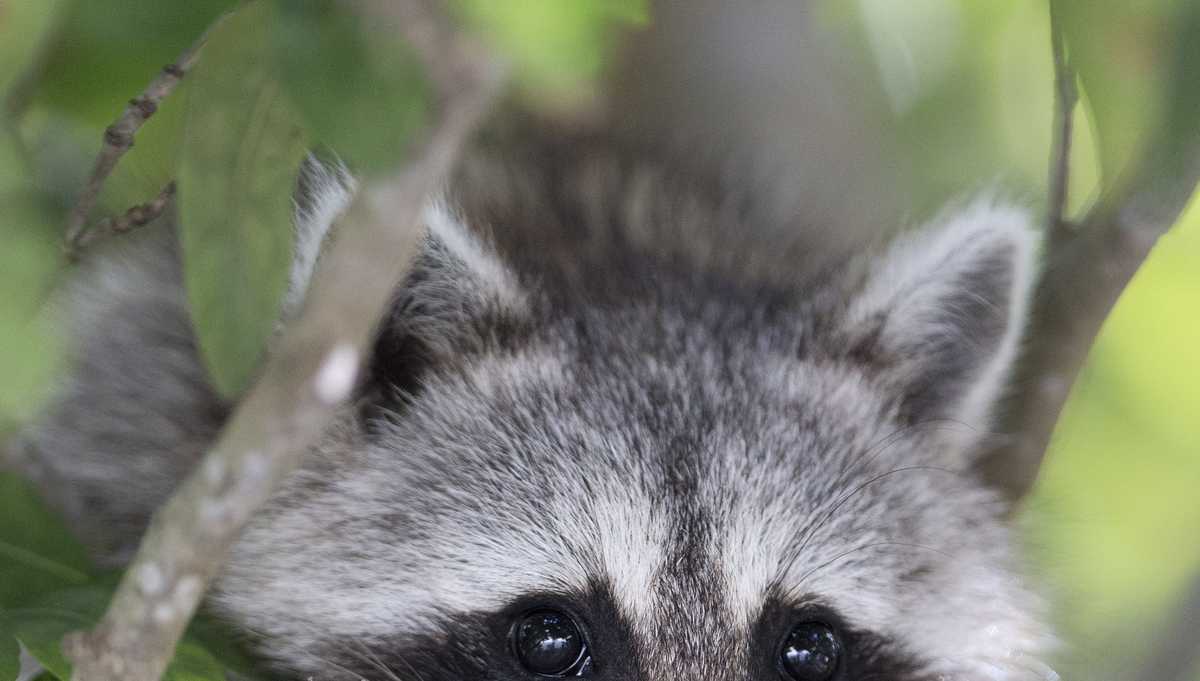 5 rabid raccoons recently found in Boston, city officials say